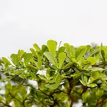 Icône pour la Bourse Académique IUDI