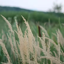 Icône pour la Bourse Daidanso