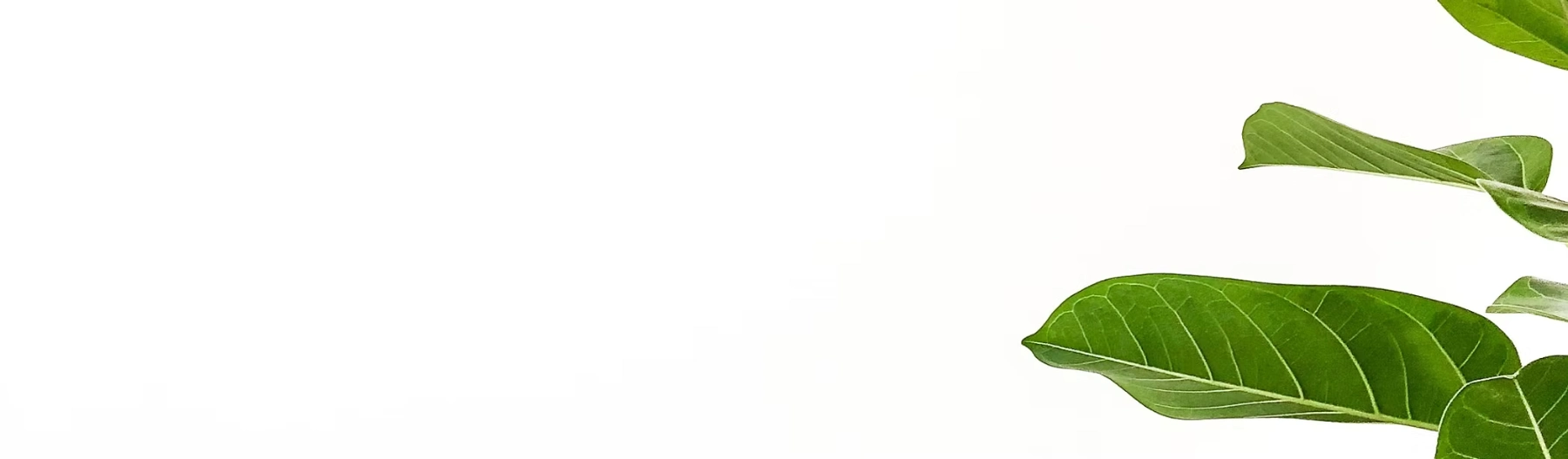 Graduates celebrating their academic achievement at IUDI